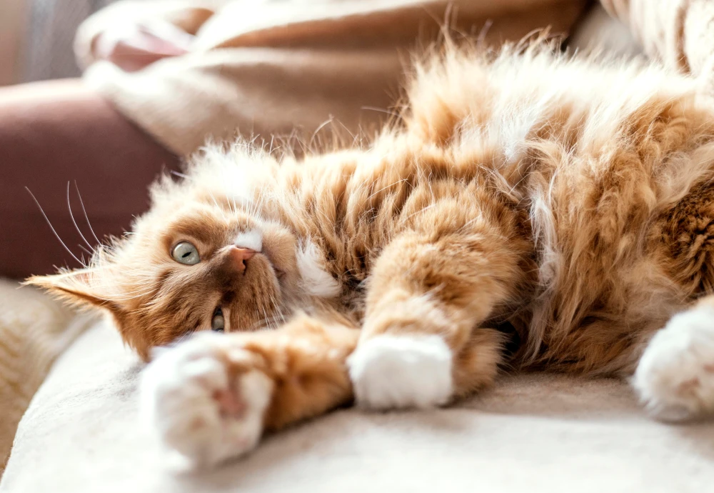 best indoor cameras for pets